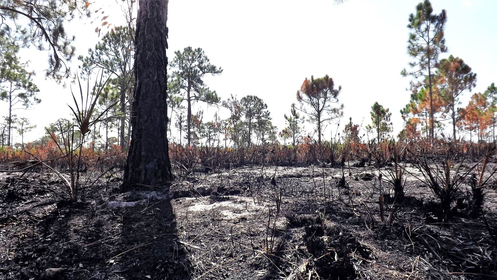 Wildlife Moment burned landscape